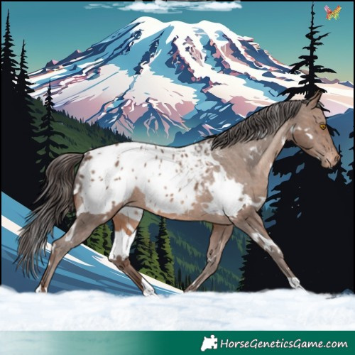 Horse Color:White Spotted Sable Champagne Blanket 