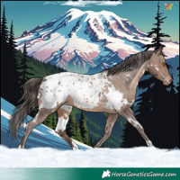 Horse Color:White Spotted Sable Champagne Blanket 