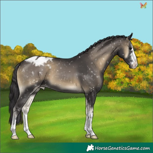 Horse Color:Smoky Blue Onyx Appaloosa