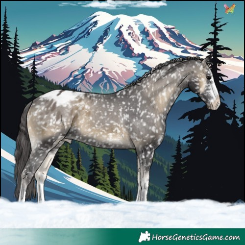 Horse Color:Smoky Blue Onyx Appaloosa 
