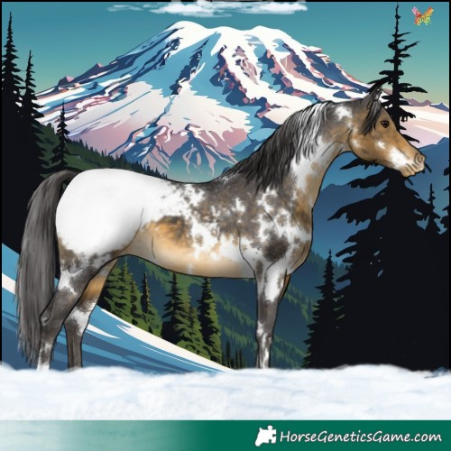 Horse Color:White Spotted Buckskin Snowcap 