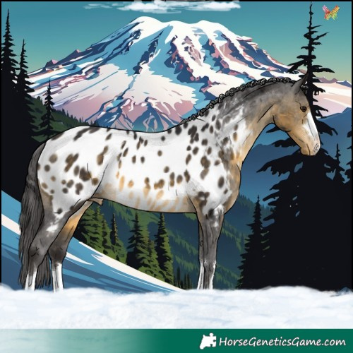 Horse Color:Buckskin Appaloosa 