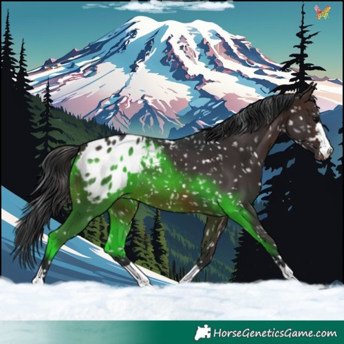 Horse Color:Brown Appaloosa 