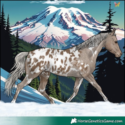 Horse Color:White Spotted Silver Smoky Black Appaloosa 