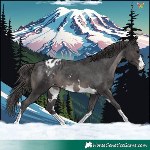 Horse Color:Smoky Black Appaloosa 