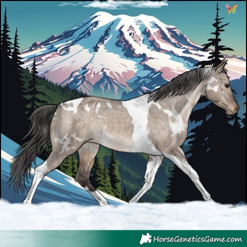 Horse Color:White Spotted Brown Dun Tobiano Appaloosa 