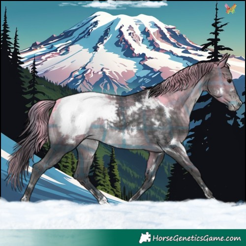 Horse Color:Platinum Plaid  White Spotted Brown Appaloosa 
