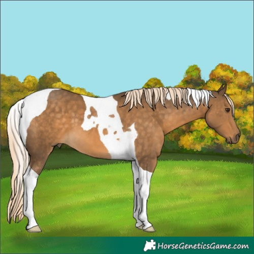 Horse Color:Chocolate Palomino Tobiano 