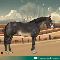 Horse Color:Buckskin Sabino