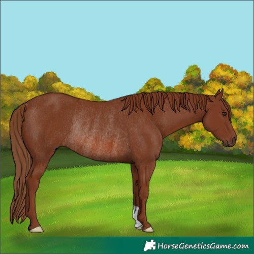 Horse Color:Chestnut Rabicano 