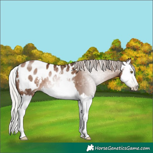 Horse Color:Gray Silver Brown Pearl Sabino Splash Appaloosa 