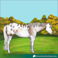 Horse Color:Gray Silver Brown Pearl Sabino Splash Blanket