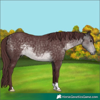 Horse Color:Platinum Chocolate Buckskin 