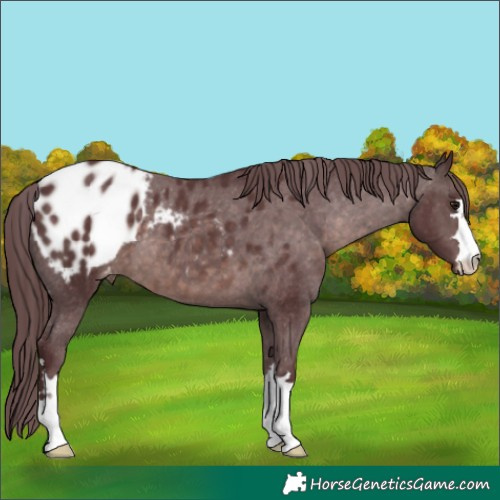 Horse Color:Platinum Chocolate Brown Blanket 