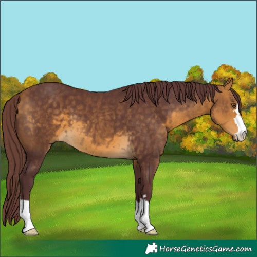 Horse Color:Chocolate Buckskin 