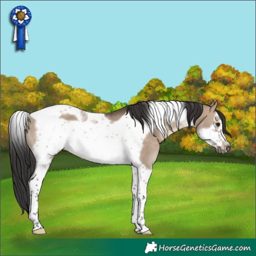 Horse Color:Brown Dun Tobiano Frame Rabicano 
