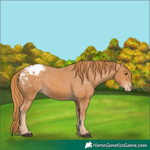Horse Color:Chestnut Appaloosa