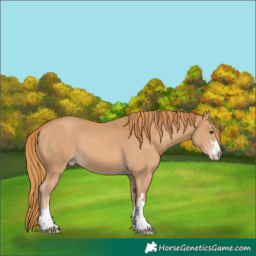 Horse Color:Chestnut Appaloosa