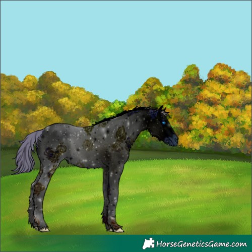 Horse Color:ERROR: UNKNOWN ANOMALY