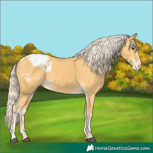 Horse Color:Palomino Appaloosa
