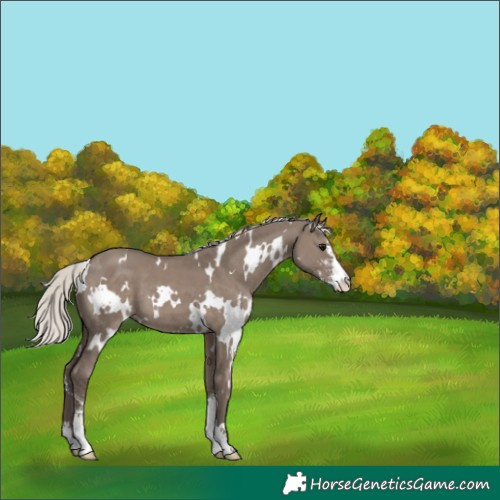Horse Color:White Spotted Silver Grullo Sabino 