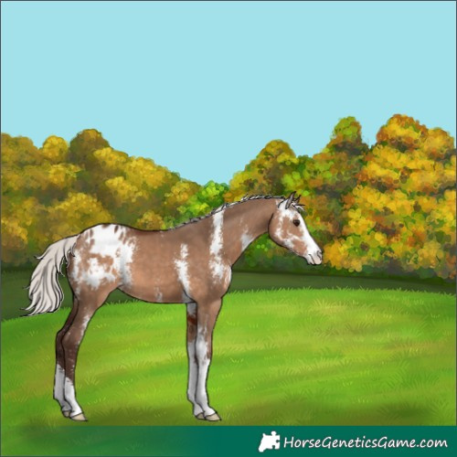 Horse Color:Silver Brown Dun Sabino Blanket 