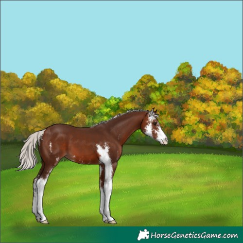 Horse Color:Silver Brown Sabino