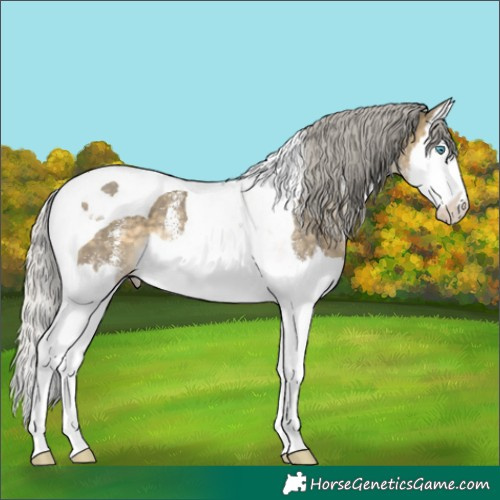 Horse Color:White Spotted Silver Buckskin Dun Splash Tobiano Rabicano 