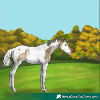 Horse Color:White Spotted Silver Buckskin Dun Splash Tobiano Rabicano