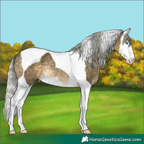 Horse Color:Silver Buckskin Dun Splash Tobiano Rabicano 