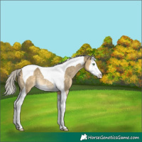Horse Color:Silver Buckskin Dun Splash Tobiano Rabicano