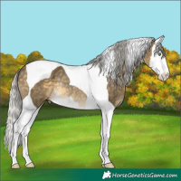 Horse Color:Silver Buckskin Dun Splash Tobiano Rabicano
