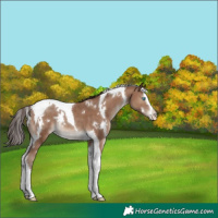 Horse Color:White Spotted Classic Champagne Splash Tobiano Appaloosa Rabicano