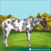 Horse Color:White Spotted Brown Blanket Rabicano