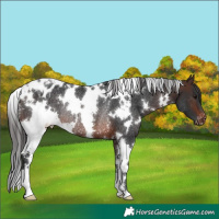 Horse Color:White Spotted Brown Appaloosa Rabicano 