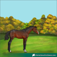 Horse Color:Brown 