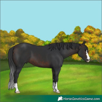 Horse Color:Brown 