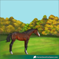 Horse Color:Brown 