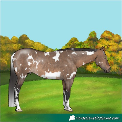 Horse Color:White Spotted Brown Dun Rabicano 