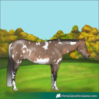 Horse Color:White Spotted Brown Dun Rabicano