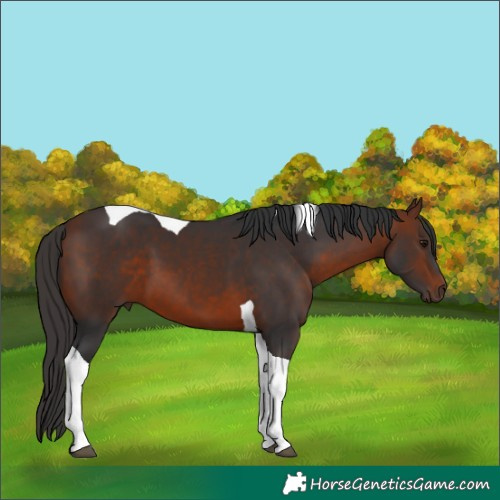 Horse Color:Bay Tobiano
