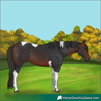 Horse Color:Bay Tobiano 