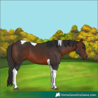 Horse Color:Bay Tobiano 