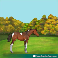 Horse Color:Bay Tobiano 