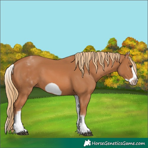 Horse Color:White Spotted Chestnut Frame