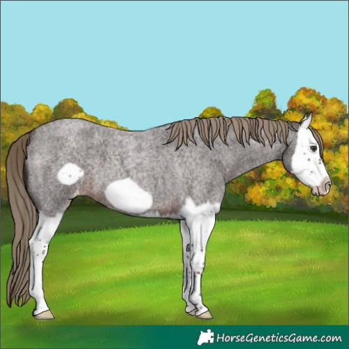 Horse Color:Liver Red Roan Splash Frame Varnish 