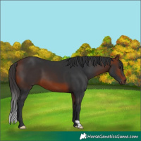 Horse Color:Bay 