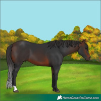 Horse Color:Brown