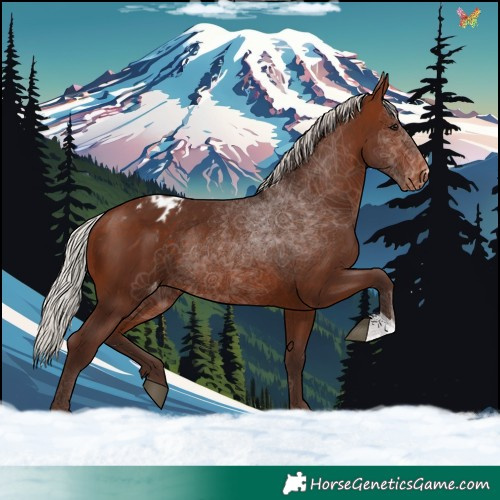 Horse Color:Silver Brown Appaloosa Rabicano 