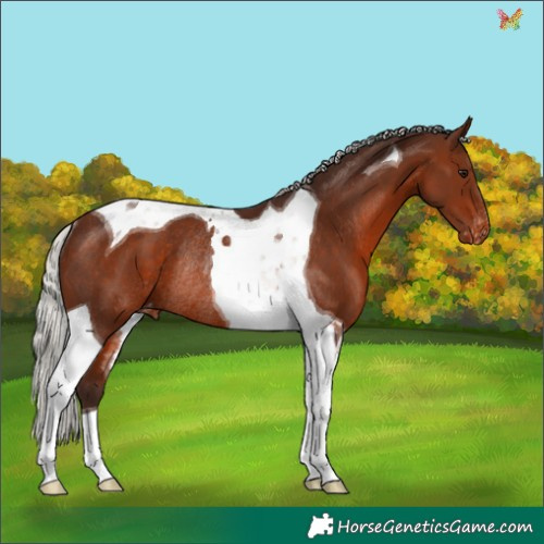 Horse Color:Silver Brown Tobiano Varnish Rabicano 